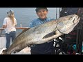 WIDE OPEN WHITESEABASS FISHING!!!! On the seabiscut out of Channel Islands sport fishing.