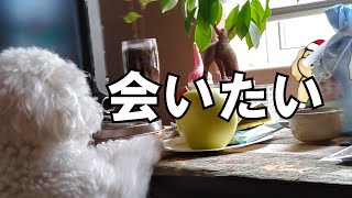 🐶トイプードルが毎日【お参り】する理由に涙があふれた【同居犬】＃41