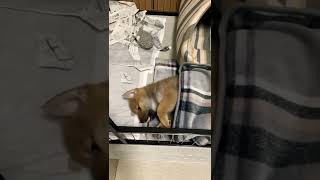 生後2ヶ月頃のはっさく可愛すぎる＃柴犬#子犬時代