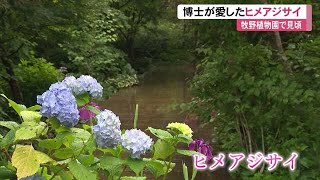 牧野博士が名付け親！牧野植物園でヒメアジサイ見頃 「雨にぬれるアジサイも素敵ですね」【高知】 (23/06/06 11:55)