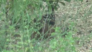 Cinnamon - Breasted Bunting