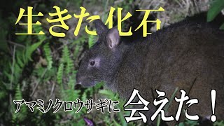 生きた化石　アマミノクロウサギに会いに行った