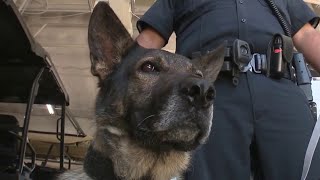 Battle brewing over Schertz PD K-9 officer