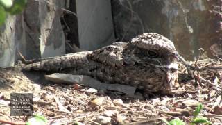 Common Poorwill At NHM Wildlife Gardens