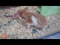 wonderful hamster giving birth first time eating baby is hamster a good mother