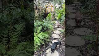 Weekend mode! #cottagelife #garden #dachshund #weekendvibes #nature