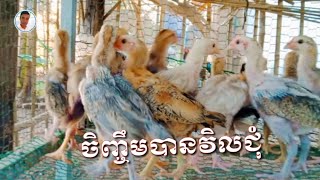 វិធីចិញ្ចឹមមាន់វិលជុំលក់បានរាល់ខែ | How to raise chickens for sale every month #សុវណ្ណវត្តីofficial