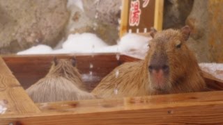 那須どうぶつ王国 カピバラ雪見露天風呂 (Capybara hot spa in snow)