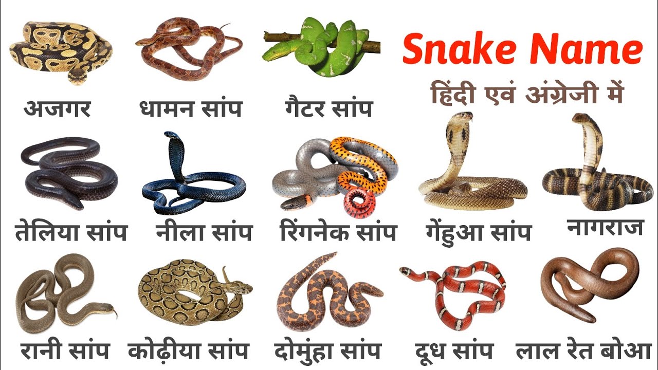 Snakes Name In English And Hindi | Snakes Vocabulary | सांपो के नाम ...