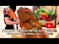 MAKANAN YANG BAIK UNTUK BABY IGUANA AGAR CEPAT BESAR