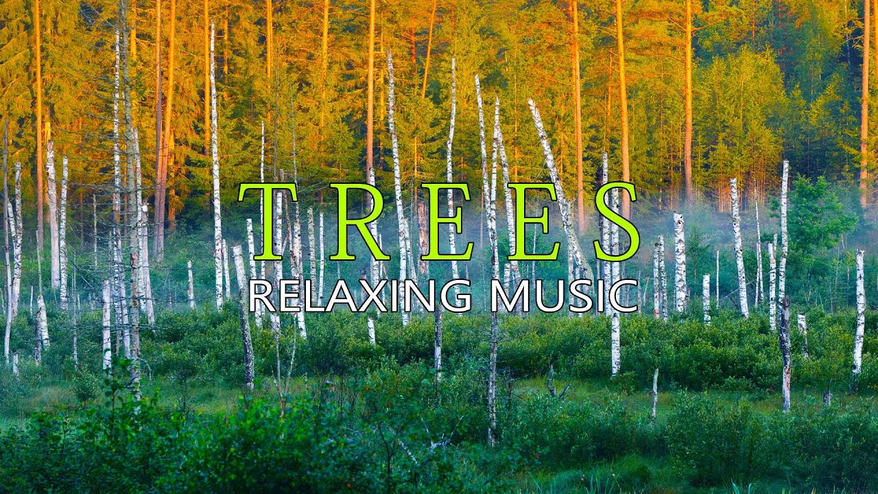 Trees Relaxing Music Youtube