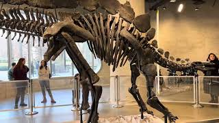 American Museum on Natural History | Brand New Discovery | Apex Stegosaurus fossil