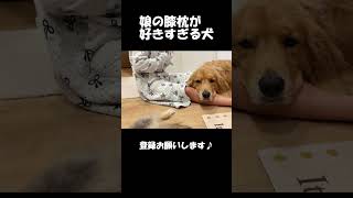 娘の膝枕が大好きな大型犬クッキー【ゴールデンレトリバーとミニチュアダックスフンド】#shorts #箱入りクッキーはゴールデンレトリバー #goldenretriever