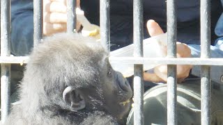 飼育員さん大好き、キンタロウとゲンタロウ💗[Kyoto City Zoo] Keepers love, Kintaro and Gentaro