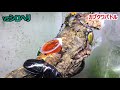 カブトムシバトルシーン９