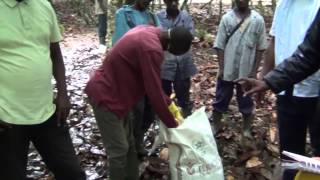 Cocoa responsibility and traceability