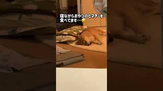 Vol.282 柴犬るな　寝たままではおやつを食べにくいことに気付く柴犬@shiba-dogg-lunachannel0913