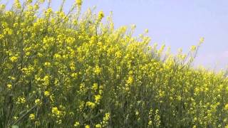 大阪･枚方 4月 淀川沿いの菜の花 Mustard flowers along Yodo River, Osaka(2013-04)