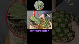 파인애플 관아(冠芽)를 화분에 심었더니, 번식 Grow it in a pot to get a new pineapple