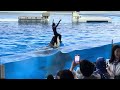 【神戸須磨シーワールド】オルカパフォーマンス　オルカスタディアム　ノーカット 2024 7 27 19 00（4k hdr 60fps）kobe suma sea world orca stadium