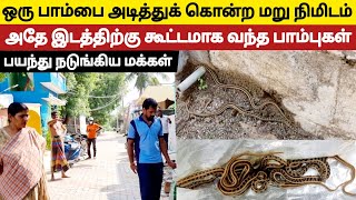 வீதியில் கூட்டமாக வந்த பாம்புகள் | அலறி ஓடிய மக்கள் | இப்படி பாம்புகள் வர காரணம் என்ன? |#SnakeSaga