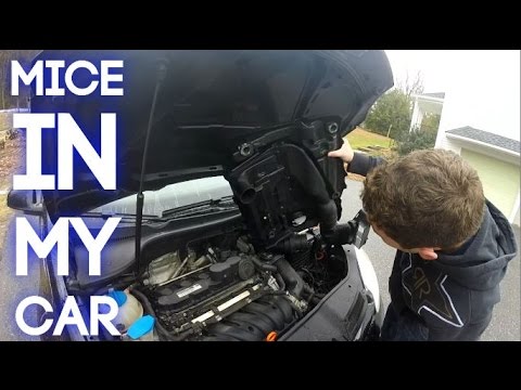 Getting the mouse out of my car! Getting the mouse out of my car!