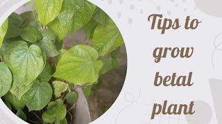 తమలపాకు మొక్క ను పెంచడం ఎలా/easy tips to grow betal leaf plant