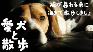 【愛犬と散歩】 鎌倉　日の入り前の由比ガ浜海岸