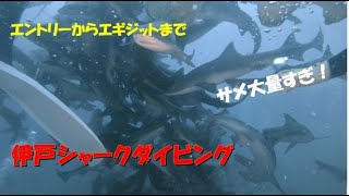 ＜Shark＞ 伊戸でダイビングしたらサメの大群がヒャッハーしてた＜Scuba Diving＞