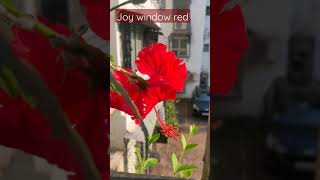 #window #hibiscus #red #joy