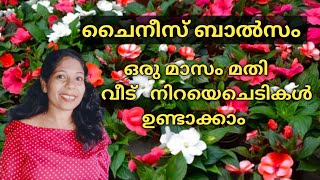 ചൈനീസ് ബാൽസം /chinees balsam care and propagation@iamilhan