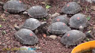 Wissenswertes zu den Schildkröten im Hochland von Galapagos