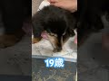 shorts お顔拭きたいけど拭かせてくれない19歳のもも　 ミニチュアダックス　 ダックス老犬　 老犬　シニア犬