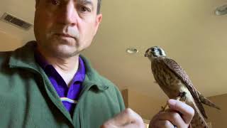 Conditioning a Kestrel for Close Inspection of the Feet