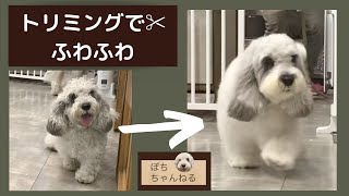 【トリミング】ふわふわのわんこ🐶トリミング後は仲良しさんと大合唱