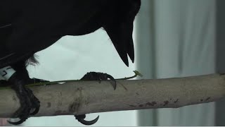 カラスはやはり賢い　道具を使うだけでなく自分で作る