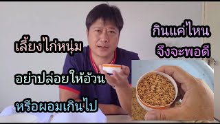 การให้ข้าวเปลือกไก่หนุ่มในแต่ละช่วงน้ำหนัก#เทคนิคให้อาหารไก่หนุ่ม#เลี้ยงไก่มือใหม่#ไก่พม่า