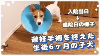 避妊手術を終えた生後6ヶ月の子犬