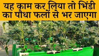 यह काम कर लिया तो भिंडी का पौधा फलों से भर जाएगा | How To Grow Okra Or Lady Finger Plant In Hindi