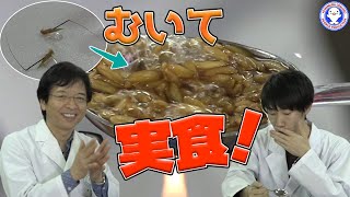 【身近な植物】カラスムギを茹でて食べてみた！ / 米村でんじろう[公式]/science experiments