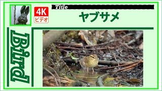 【4K】ヤブサメ　～水場にて～　20240902　Bird　野鳥