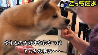 「おやつはどっちの手にあるかな」のゲームをする秋田犬【秋田犬ゆう太】Akita Inu playing the game \