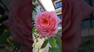 Rose S love #rose #ดอกกุหลาบ #มือใหม่ #กุหลาบ #การเลี้ยงกุหลาบ #คนรักกุหลาบ #ไม้ดอกไม้ประดับ