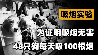 吸烟真的有害健康吗？英国公司让48只实验犬，每天吸100支烟