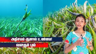 அதிசயம் ஆனால் உண்மை!!  வளரும் புல்..