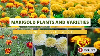 Best Marigold Flowers Plants and Varieties Found Across the World