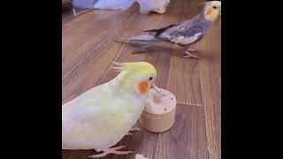 フォージングトイ【オカメインコ】