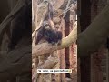 Ну а что monkey animals funnyvideo