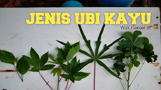 Beza Jenis Ubi Kayu Kerinting Ubi Kayu Pulut Ubi Kayu Sawah Bendang Ramai Tidak Tahu