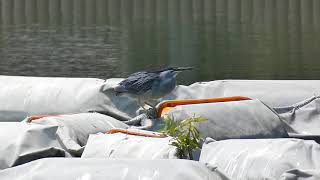 【野鳥】浮間公園のササゴイStriated Heron　（Ｈ30.8.6）